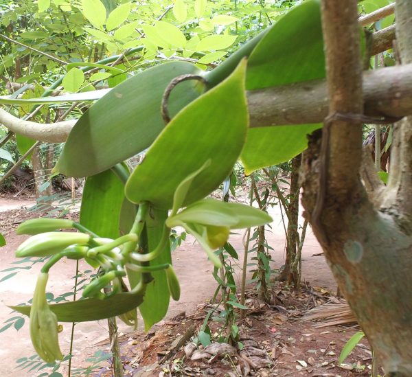 org_a2f62284e1e39e40_1388523974000-1