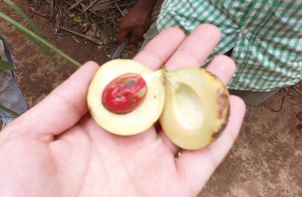 org_ed7c3cb6723bc801_1388524289000-1